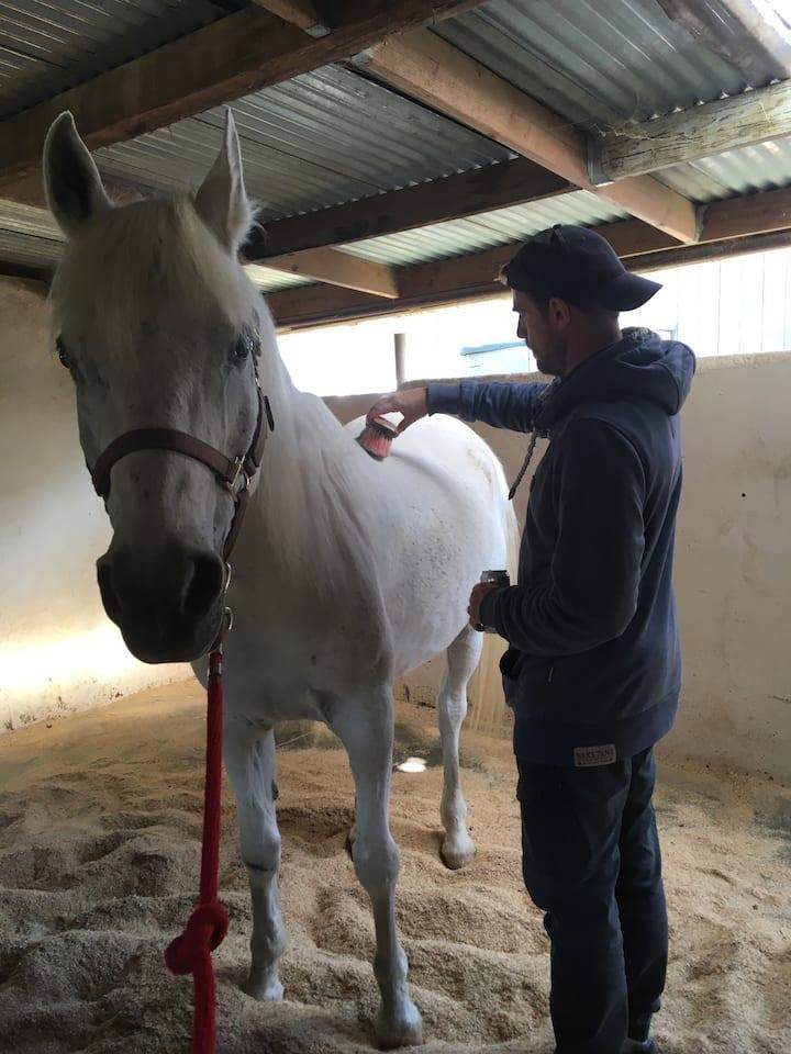 Guest brushing ShangriLa in the stable